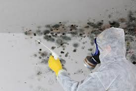 Best Industrial Mold Remediation in Braddock Hills, PA